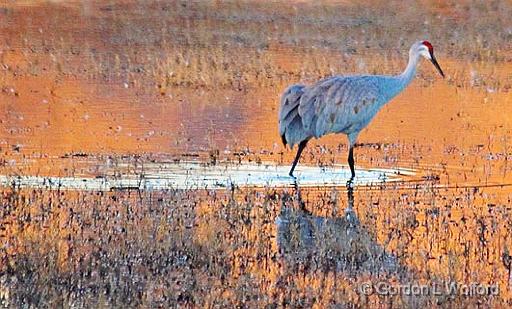 Sunrise Stroll_73905.jpg - Sandhill Crane (Grus canadensis) photographed in the Bosque del Apache National Wildlife Refuge near San Antonio, New Mexico, USA.